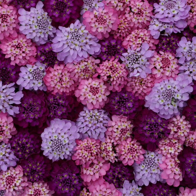 Iberis Sweet Candy Seed