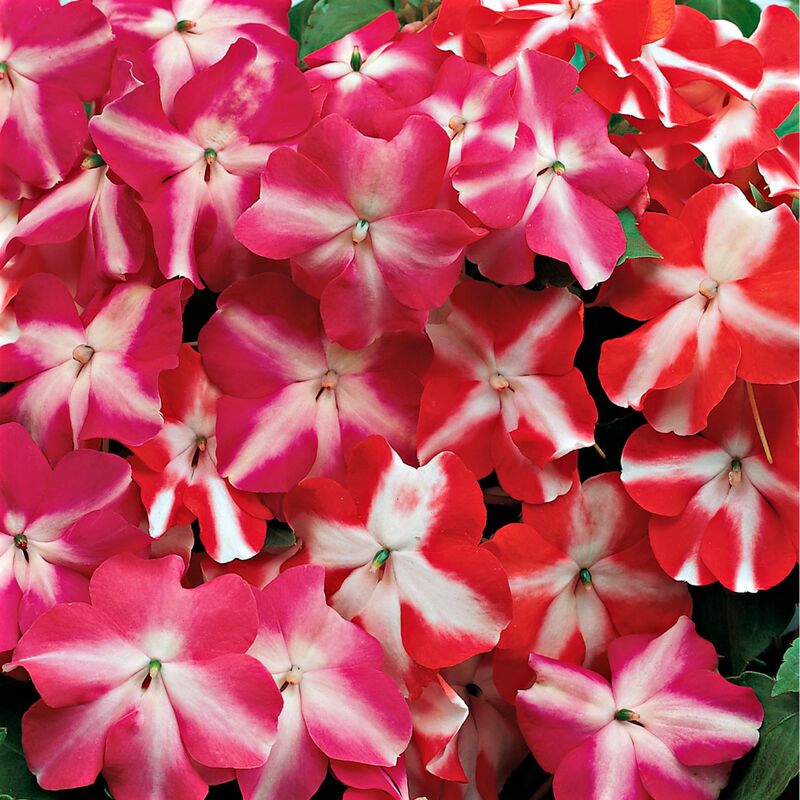 Impatiens Accent Star Mix F1 Seed