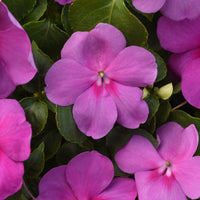 Impatiens Beacon Blue Pearl F1 Seed
