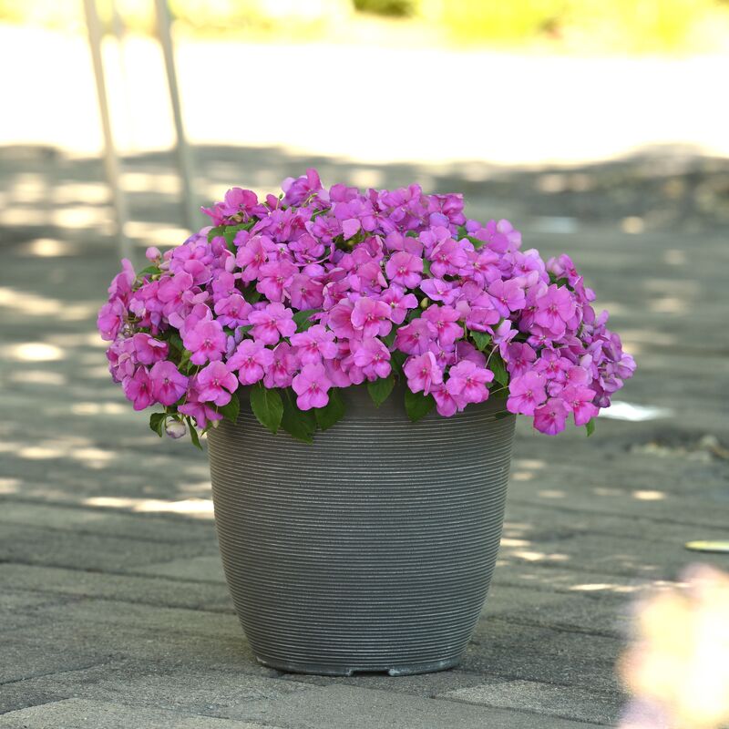 Impatiens Beacon Blue Pearl F1 Seed