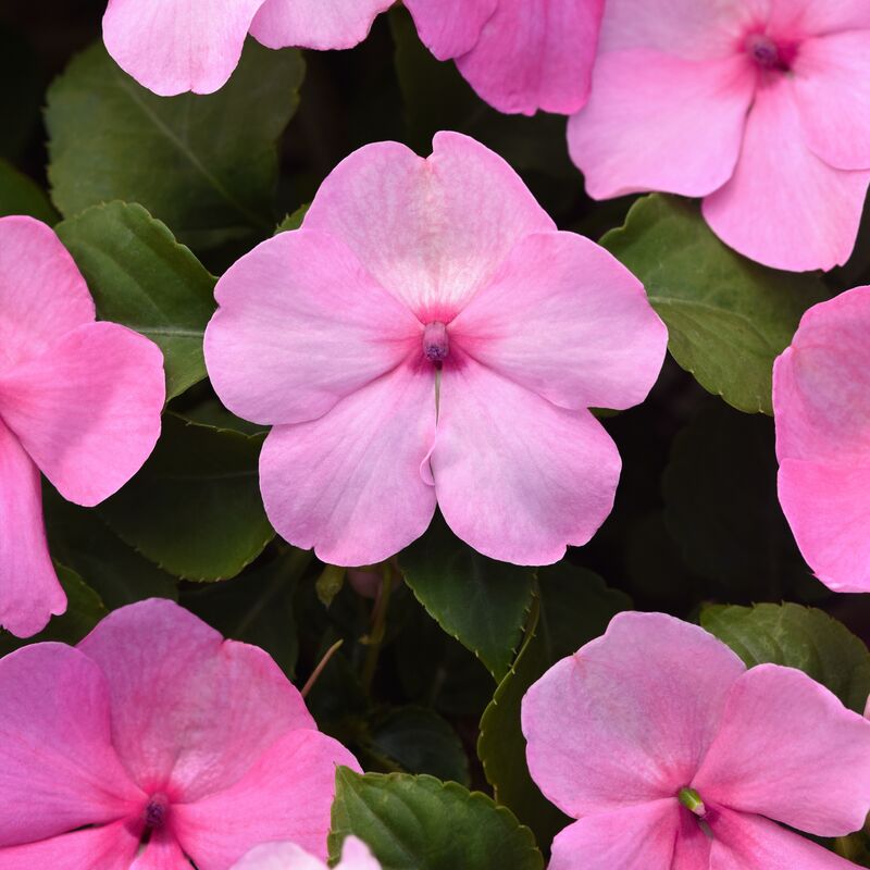 Impatiens Beacon Light Pink F1 Seed