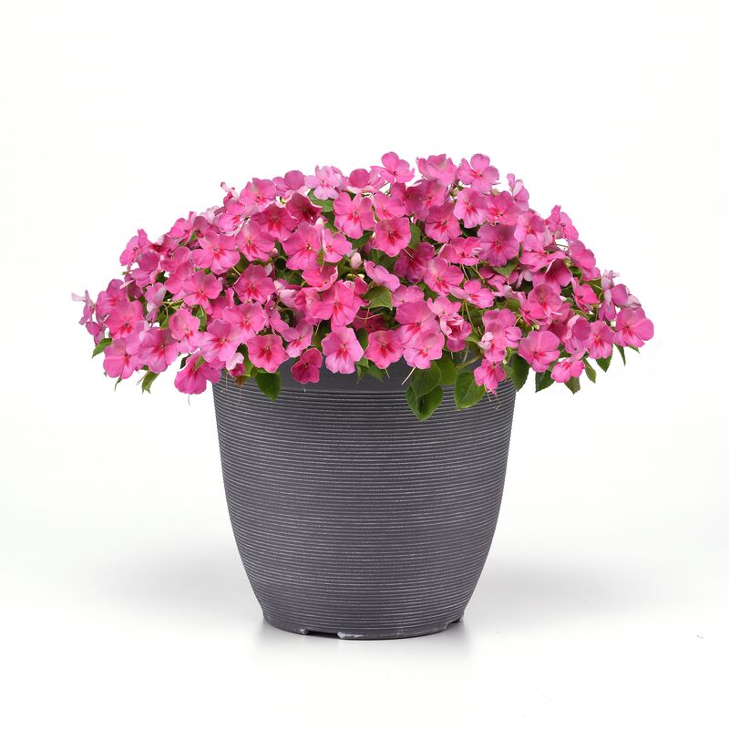 Impatiens Beacon Light Pink F1 Seed