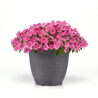 Impatiens Beacon Light Pink F1 Seed