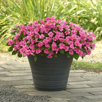 Impatiens Beacon Light Pink F1 Seed
