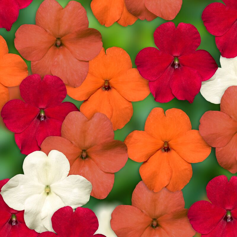 Impatiens Imara XDR Hot! Mix F1 Seed