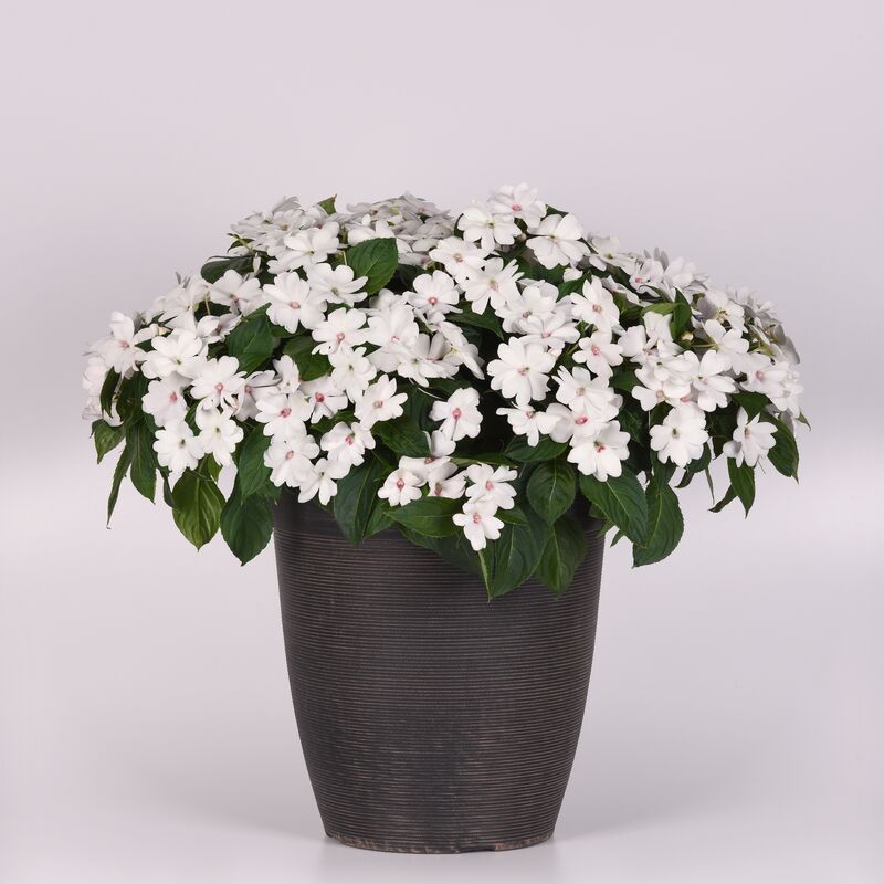 Impatiens Solarscape White Pearl F1 Seed