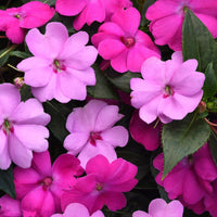 Impatiens Solarscape XL Brilliant Gems F1 Seed