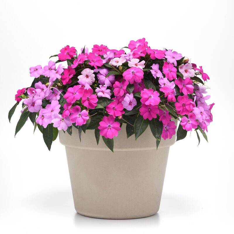 Impatiens Solarscape XL Brilliant Gems F1 Seed