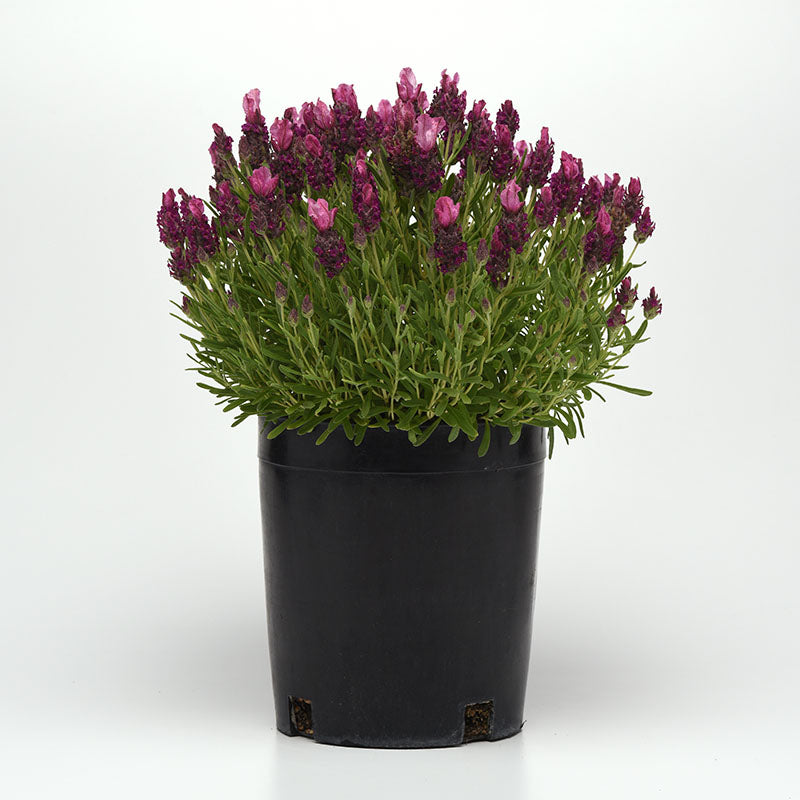 Lavender Bandera Deep Rose Seed