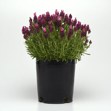 Lavender Bandera Deep Rose Seed