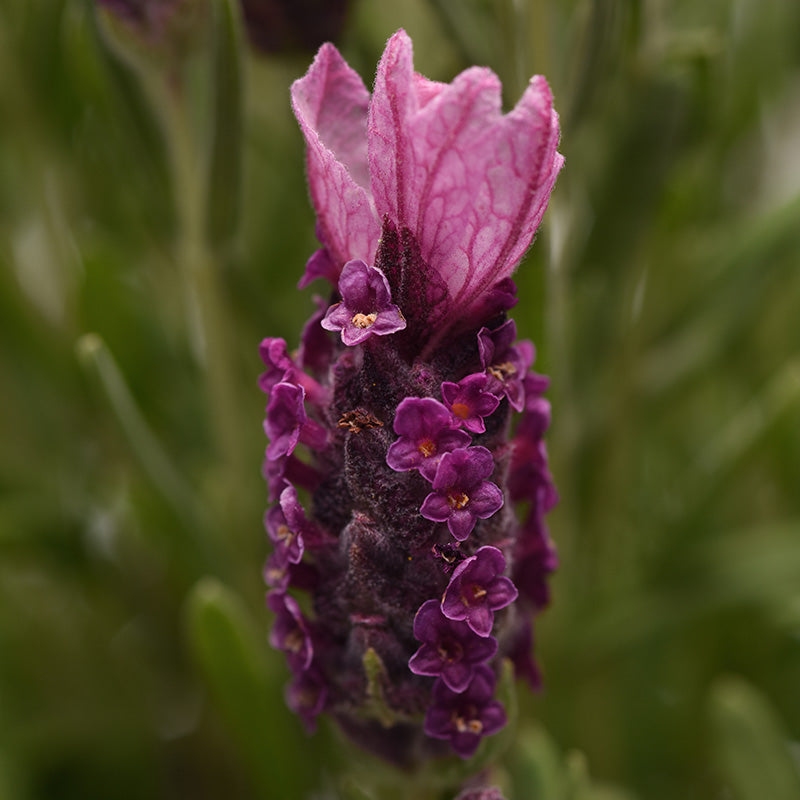 Lavender Bandera Deep Rose Seed