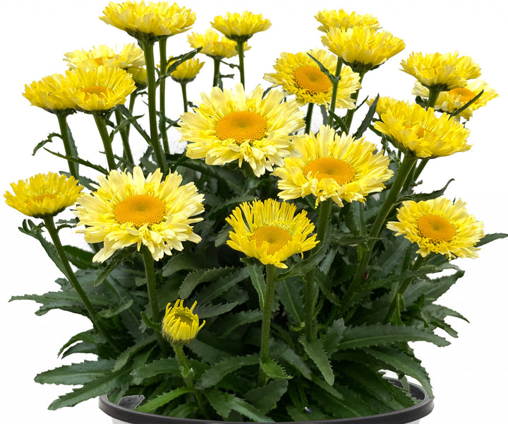 Plugs and Liners Gro Sell Harris Seeds