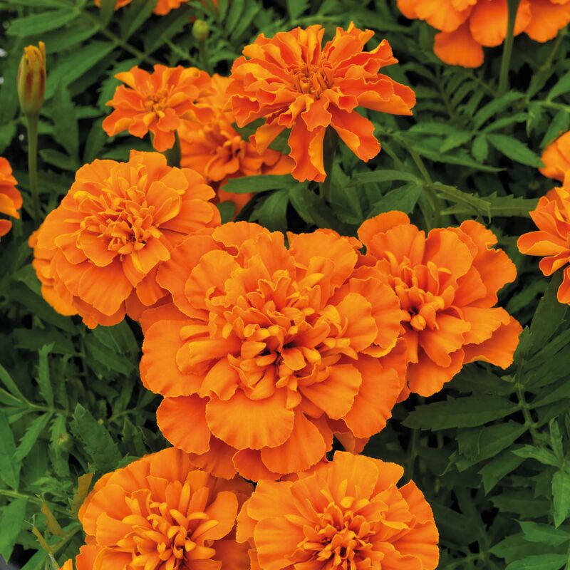 Marigold Super Hero Deep Orange Seed