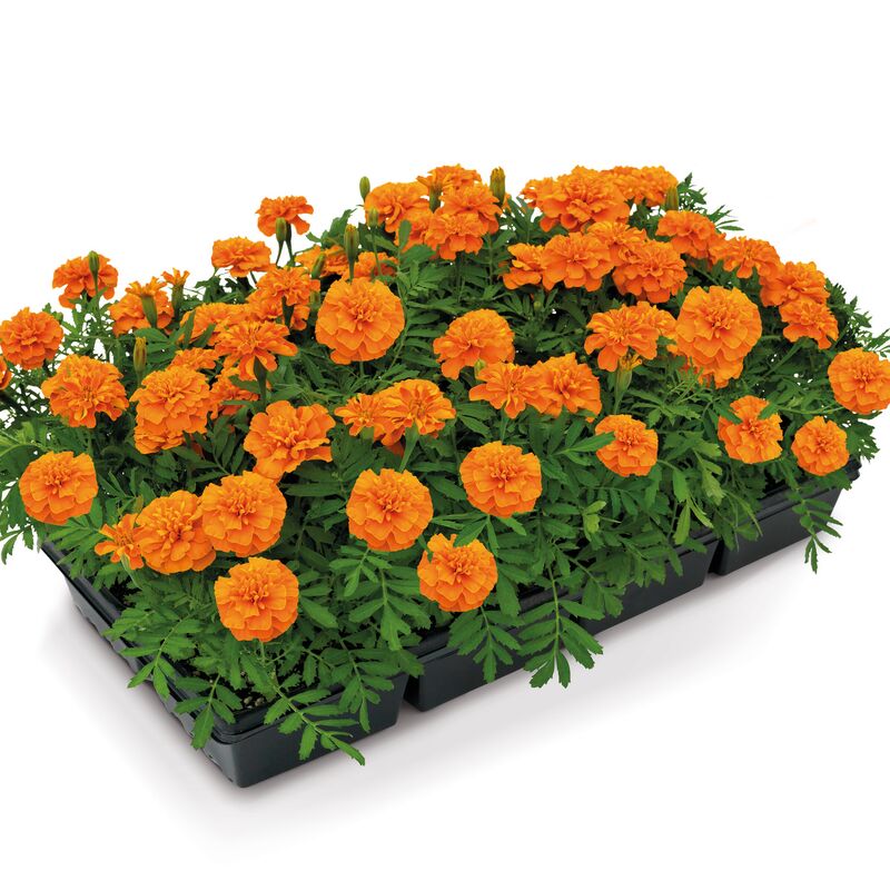 Marigold Super Hero Deep Orange Seed