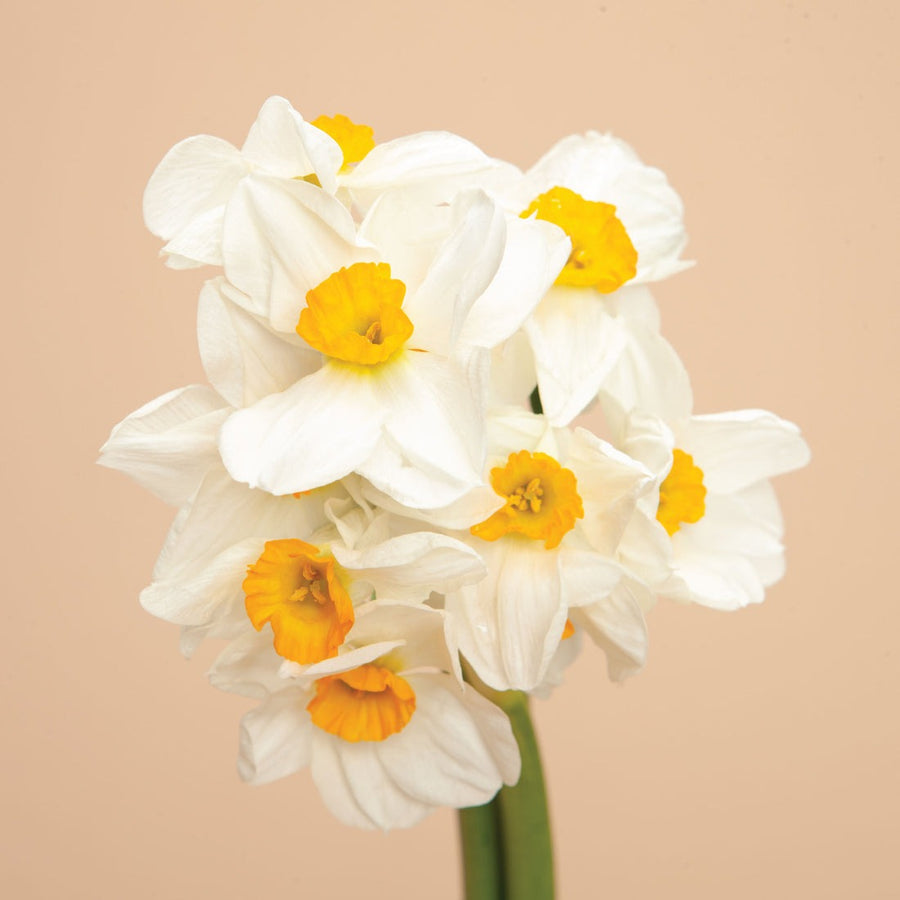 Narcissus Minnow Bulbs