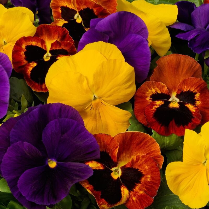 Pansy Majestic Giants II Autumn Mix F1 Seed