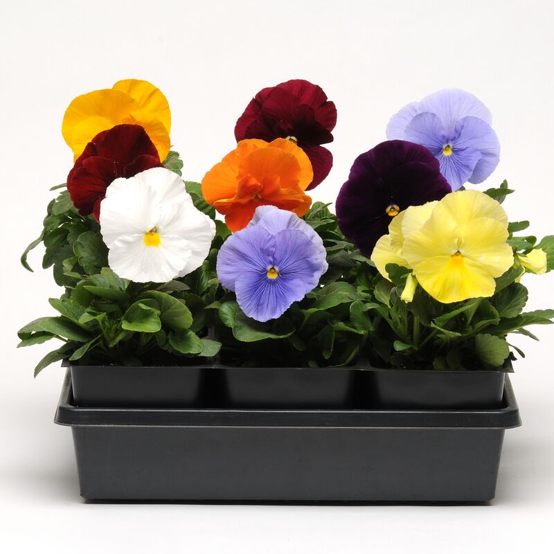 Pansy Matrix Clear Mix Seed