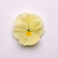 Pansy Matrix Primrose F1 Seed