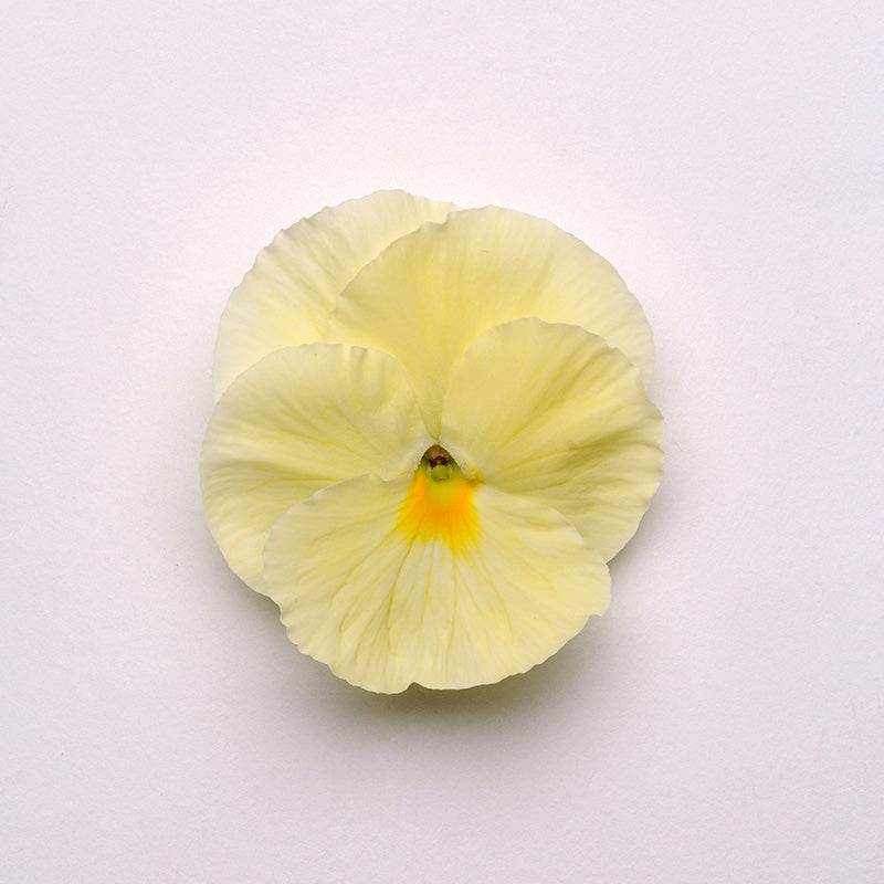 Pansy Matrix Primrose F1 Seed