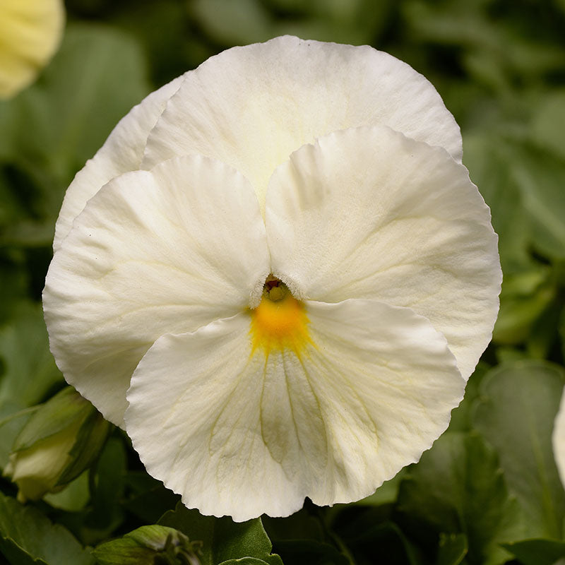 Pansy Matrix Primrose F1 Seed
