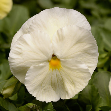 Pansy Matrix Primrose F1 Seed