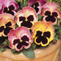 Pansy Matrix Sunrise F1 Seed
