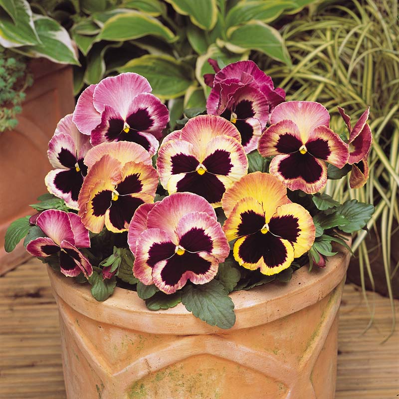 Pansy Matrix Sunrise F1 Seed – Harris Seeds
