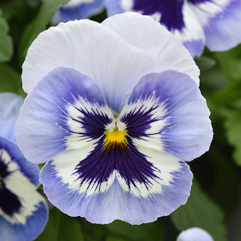 Pansy Top Wave Marina F1 Seed