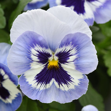 Pansy Top Wave Marina F1 Seed