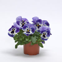 Pansy Top Wave Marina F1 Seed