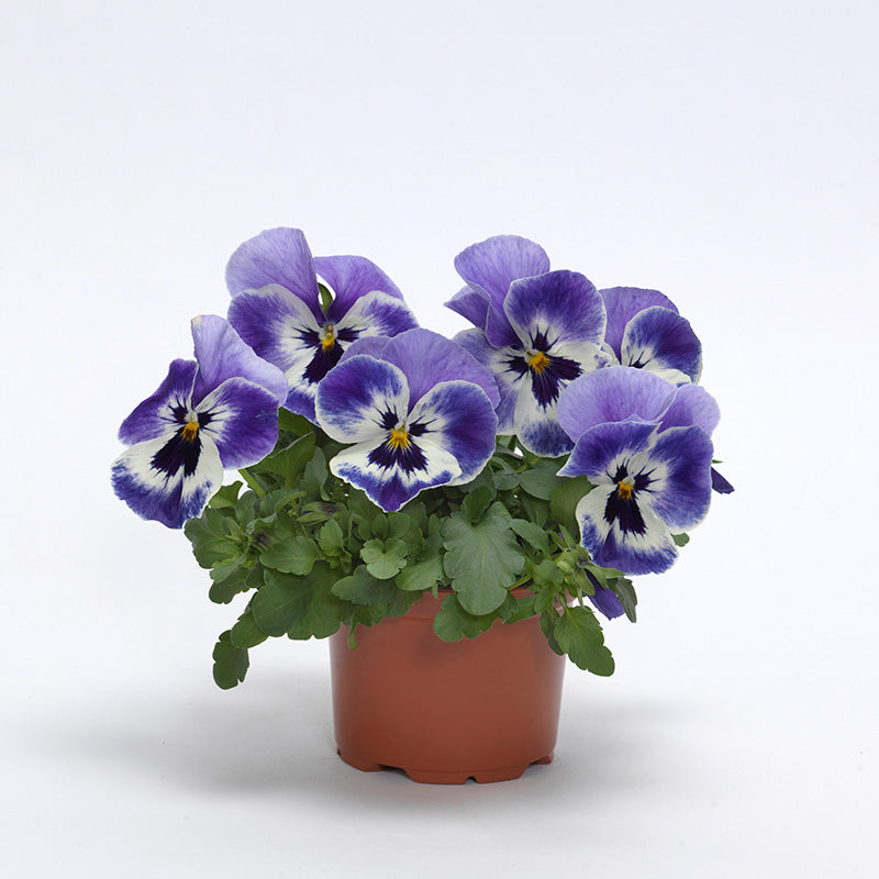 Pansy Top Wave Marina F1 Seed