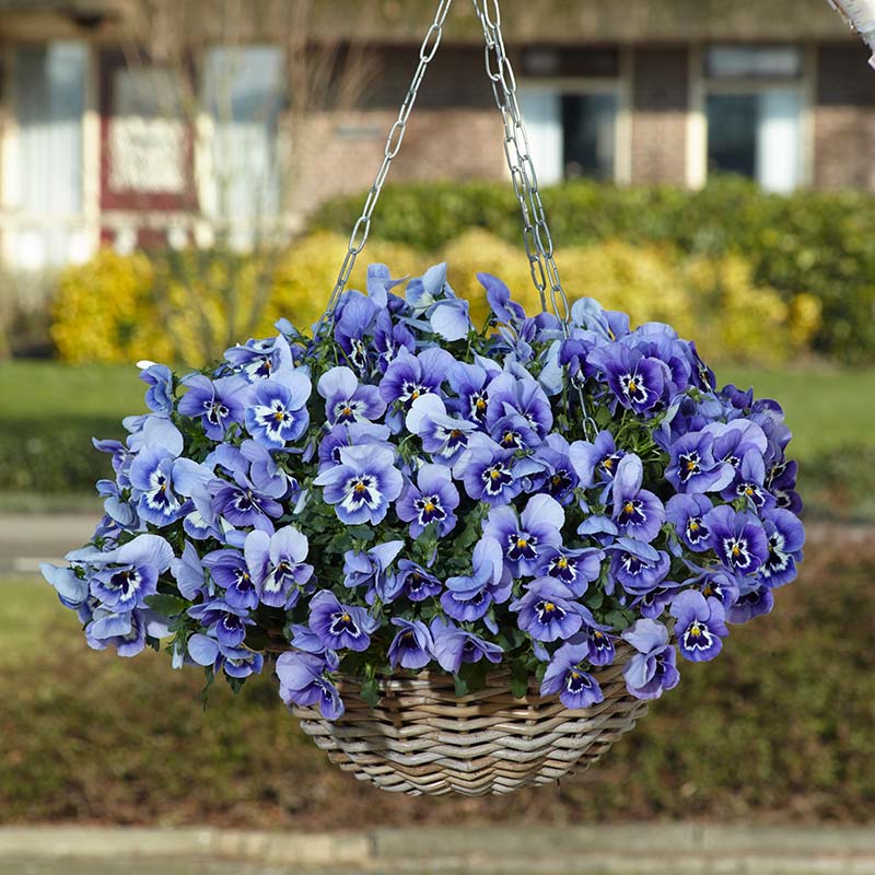 Pansy Top Wave Marina F1 Seed