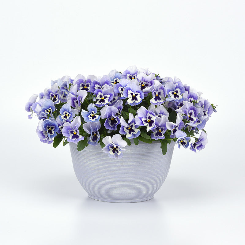 Pansy Top Wave Marina F1 Seed