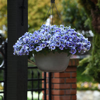 Pansy Top Wave Marina F1 Seed