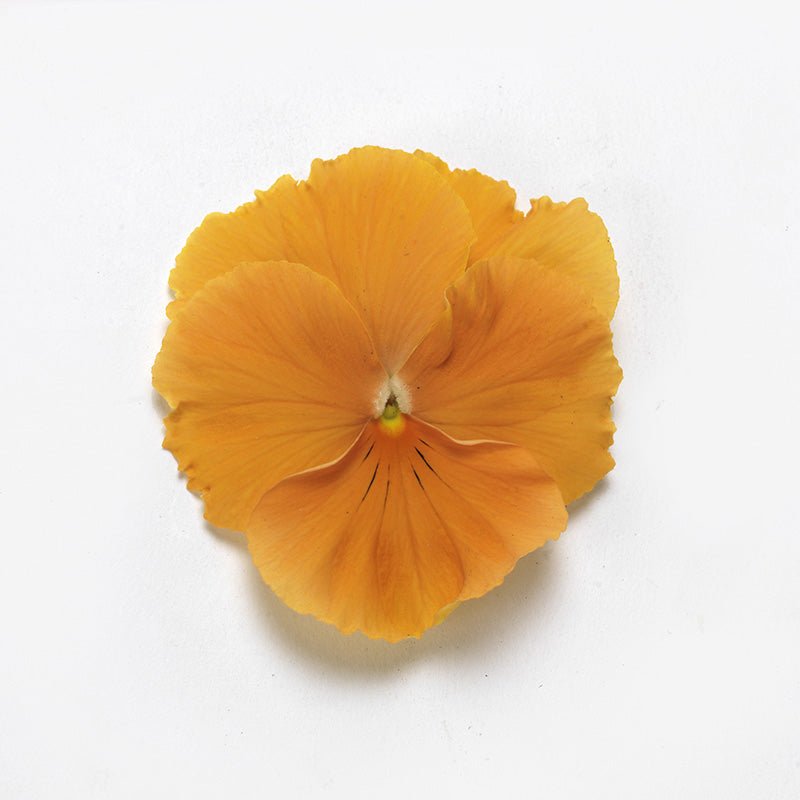 Pansy Top Wave Orange F1 Seed