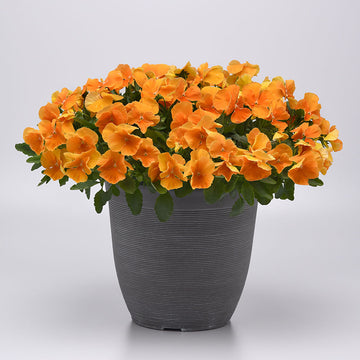 Pansy Top Wave Orange F1 Seed