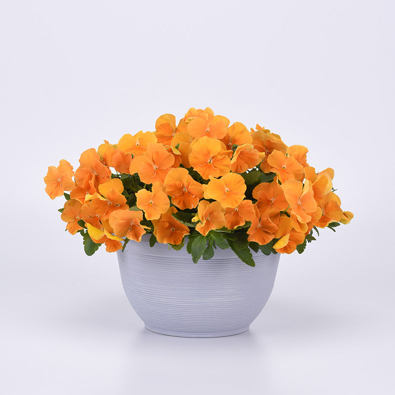 Pansy Top Wave Orange F1 Seed
