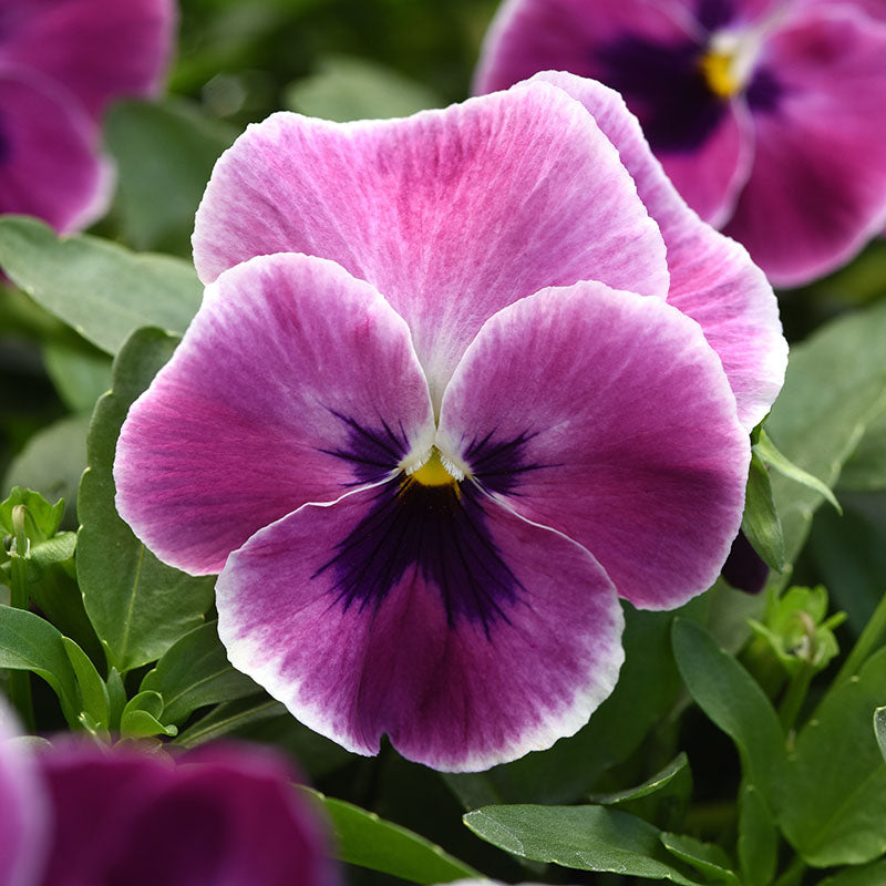Pansy Top Wave Pink Shades F1 Seed