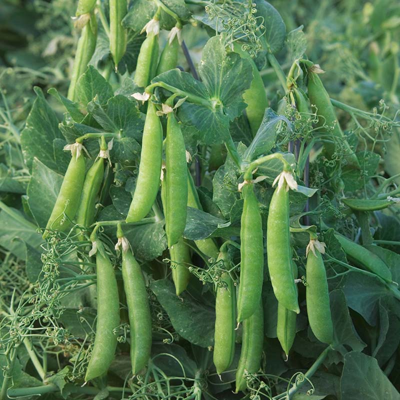 Pea Sugar Lace II Raw Untreated - 80,000 seeds