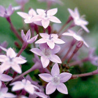 Pentas Northern Lights F1 Seed