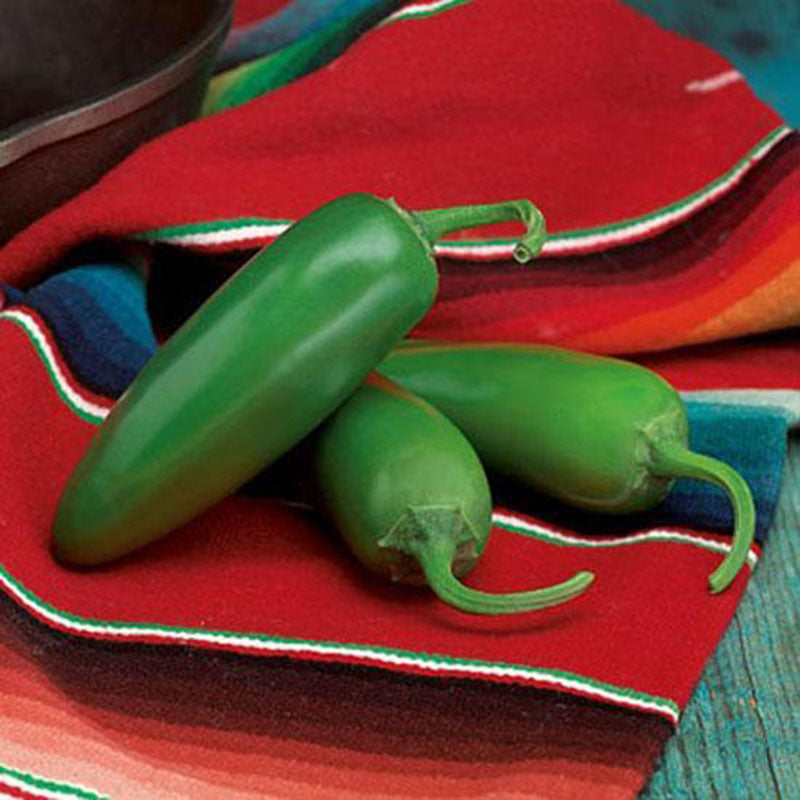 Pepper Compadre F1 Raw Untreated - 5,000 seeds