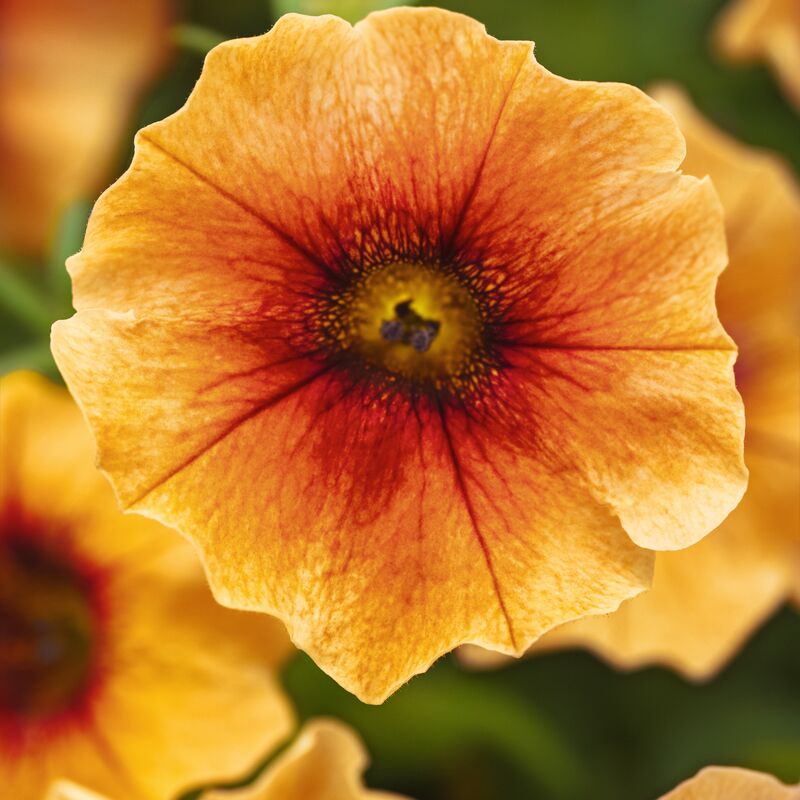 Petchoa Caliburst Nectarine F1 Seed