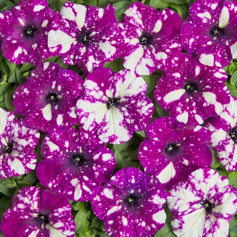 Petunia Dot Star Dark Violet F1 Seed
