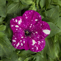 Petunia Dot Star Dark Violet F1 Seed