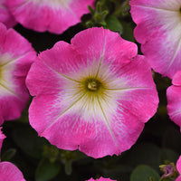Petunia E3 Easy Wave Rose Morn Seed