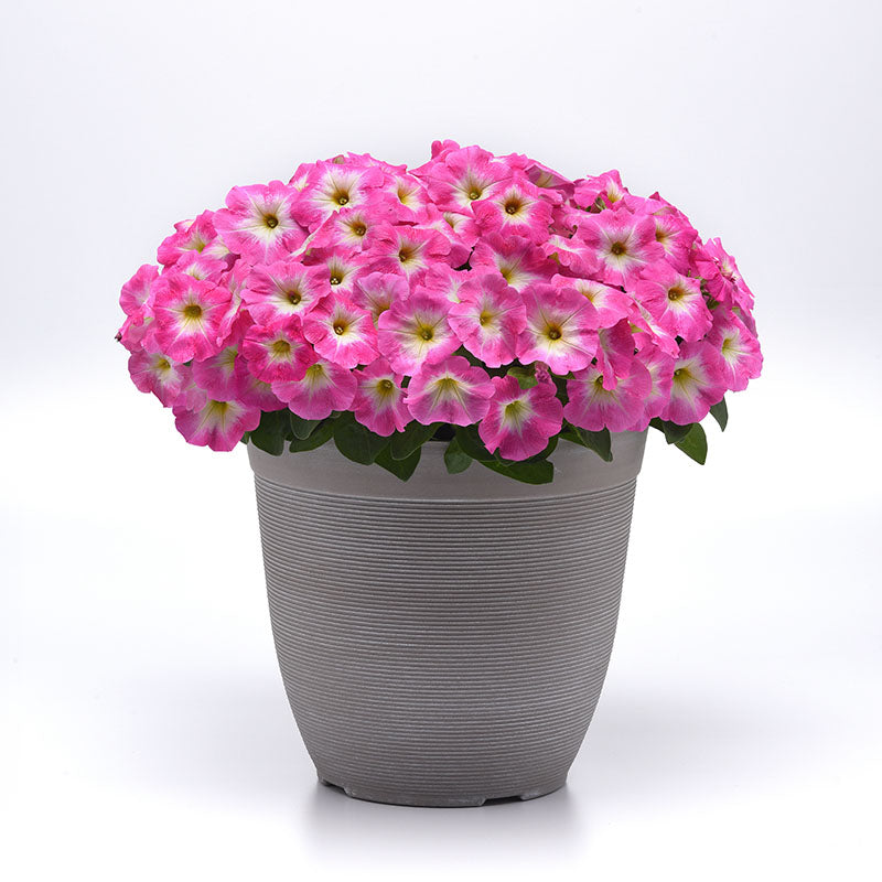 Petunia E3 Easy Wave Rose Morn Seed