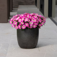 Petunia E3 Easy Wave Rose Morn Seed