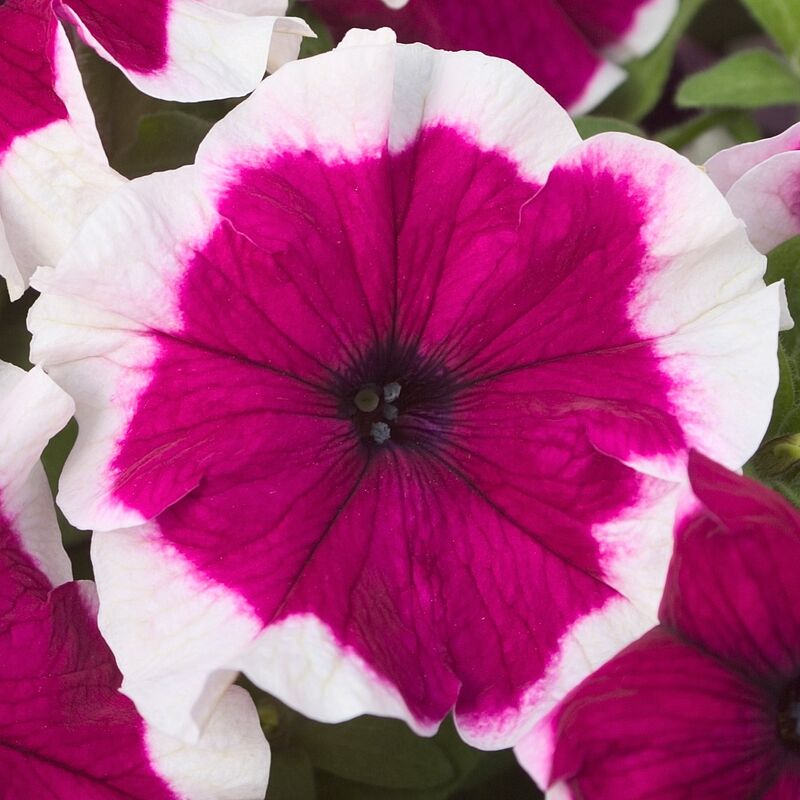 Petunia Hulahoop Burgundy F1 Seed