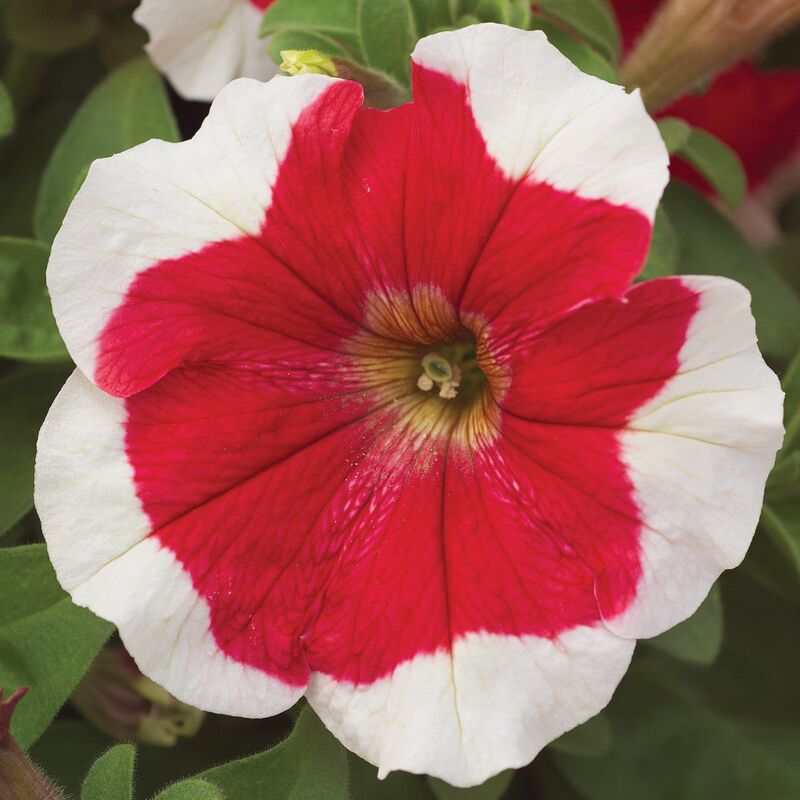 Petunia Hulahoop Red F1 Seed