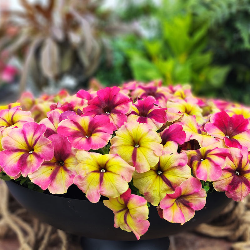 Petunia Shake Raspberry F1 Seed